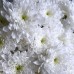 Монобукет из 9 белых хризантем 90
