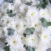 Монобукет из 9 белых хризантем и эвкалипта 91
